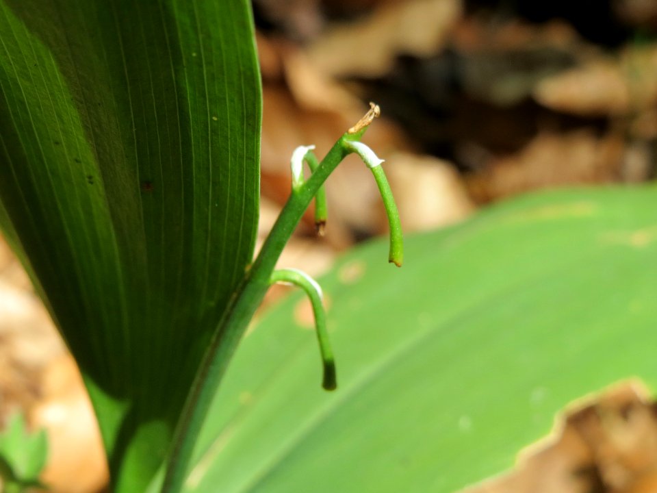 20140609Convallaria_majalis1