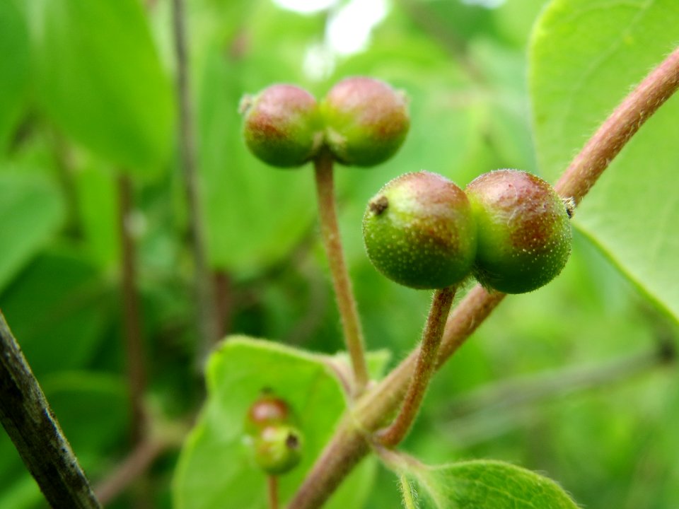 20140509Lonicera_xylosteum1