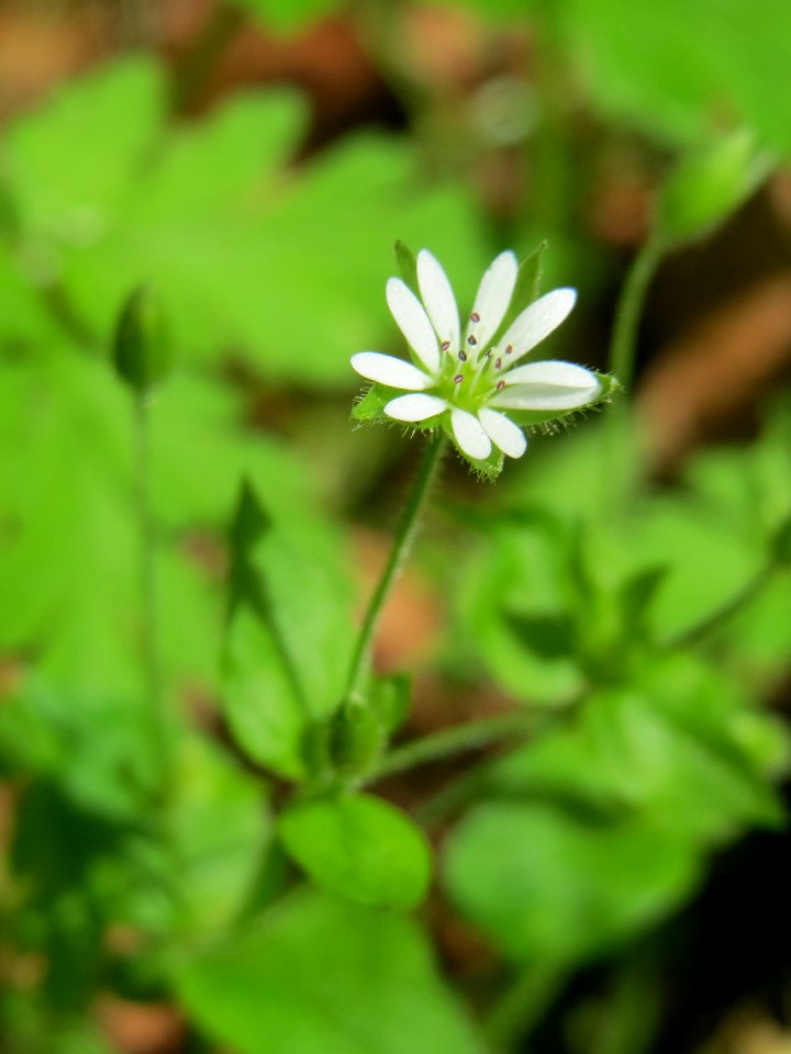 20140513Stellaria_nemorum2