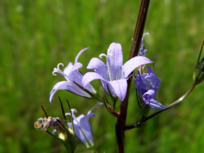 20140610Campanula_rapunculus2