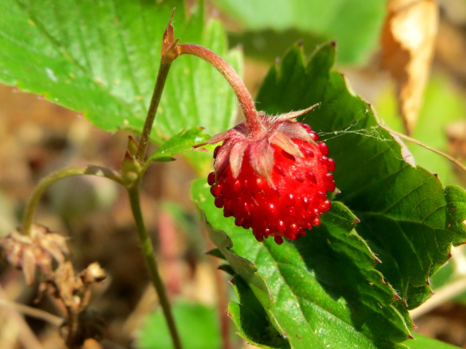 20140703Fragaria_vesca2