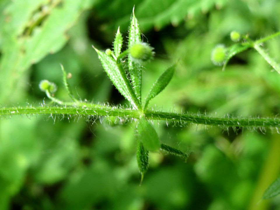 20140611Galium_aparine