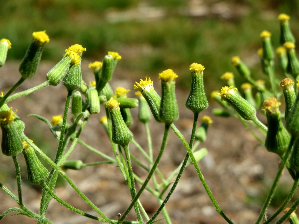20140703Senecio_sylvaticus06