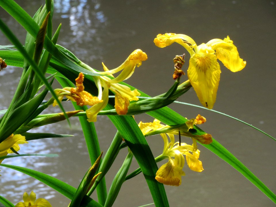 20140513Iris_pseudacorus4