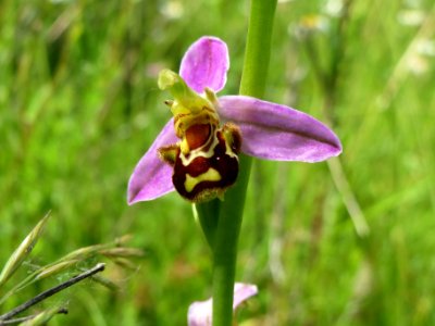 20140610Ophrys_apifera1
