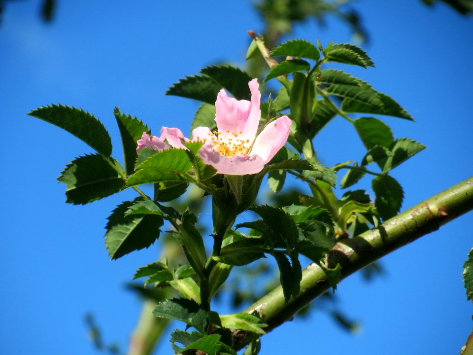 20140515Rosa_canina1