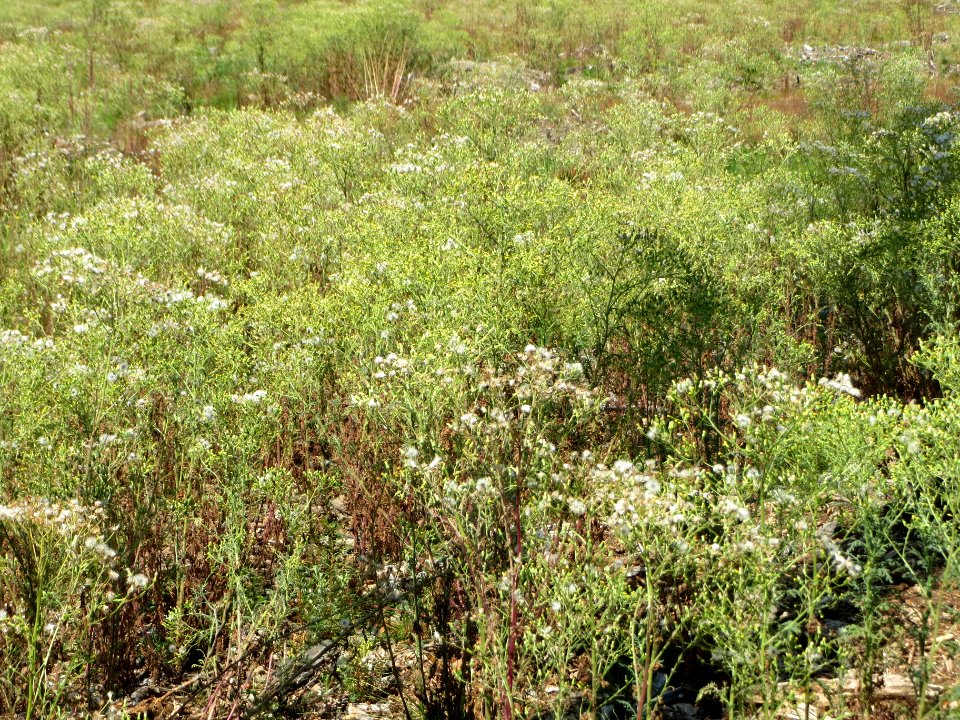 20140703Senecio_sylvaticus02