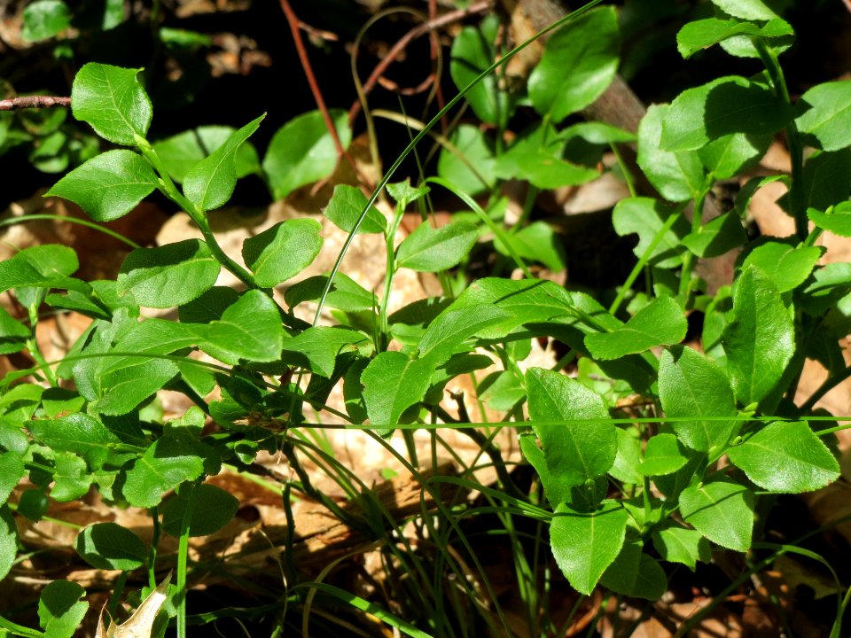 20140609Vaccinium_myrtillus1