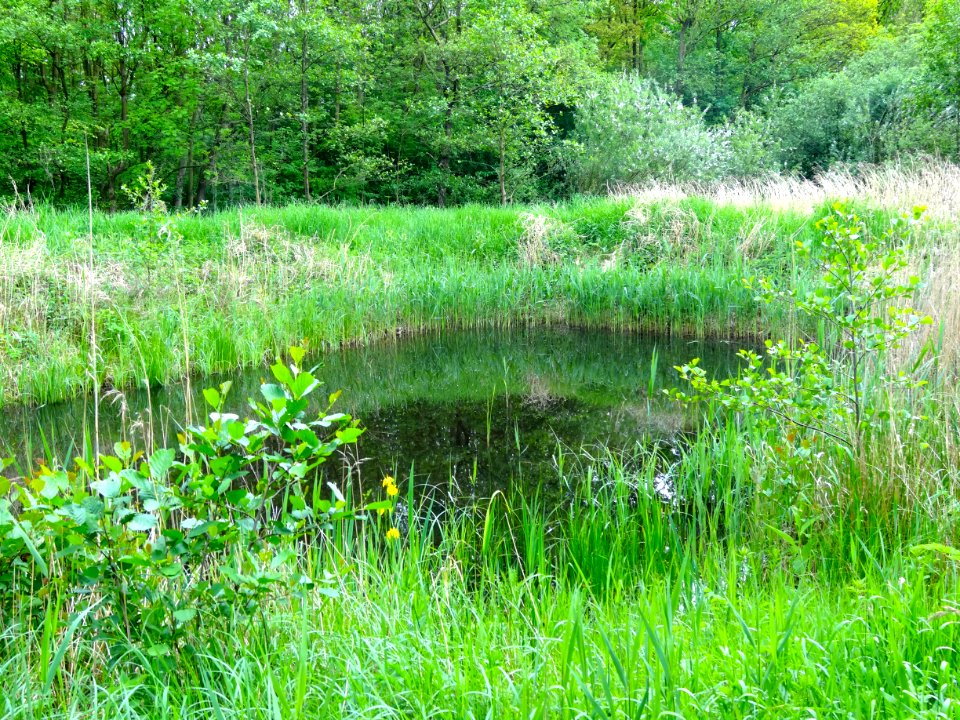 20140515_Voorsterbos