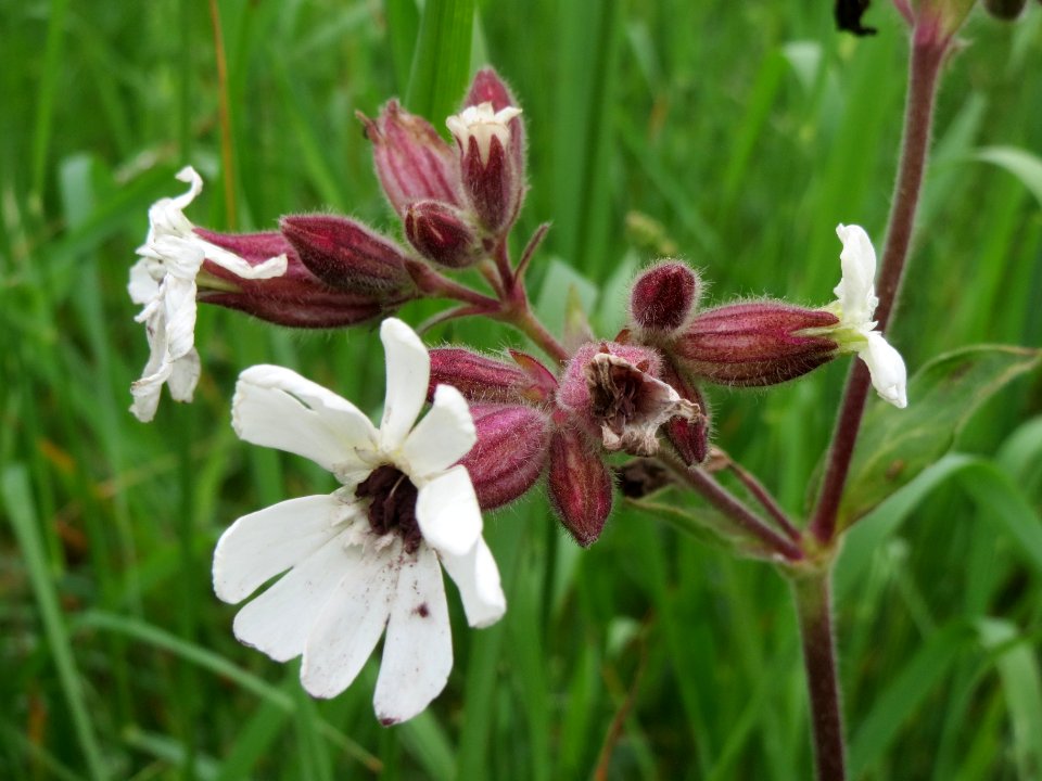 20140427Silene_latifolia2