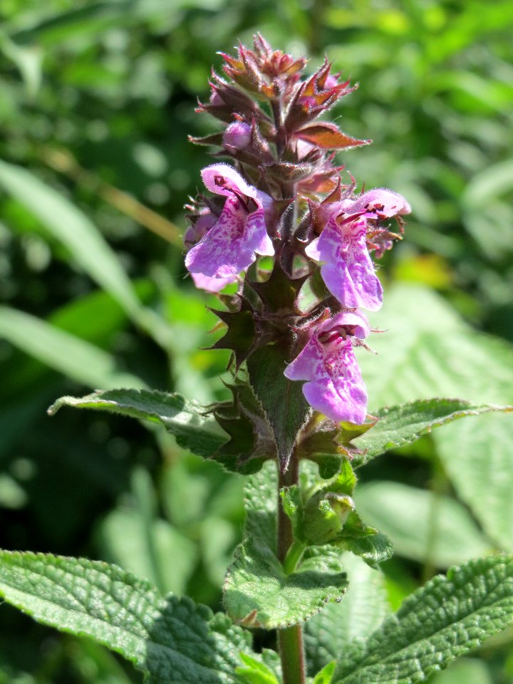20140630Stachys_palustris1