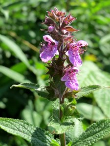 20140630Stachys_palustris1