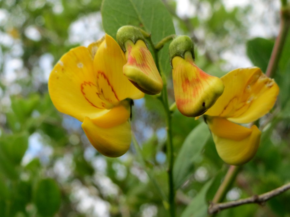 20140515Colutea_arborescens05