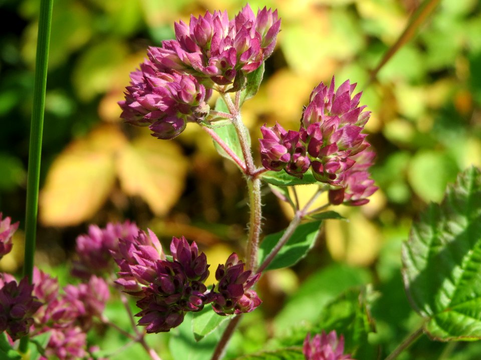 20140630Origanum_vulgare