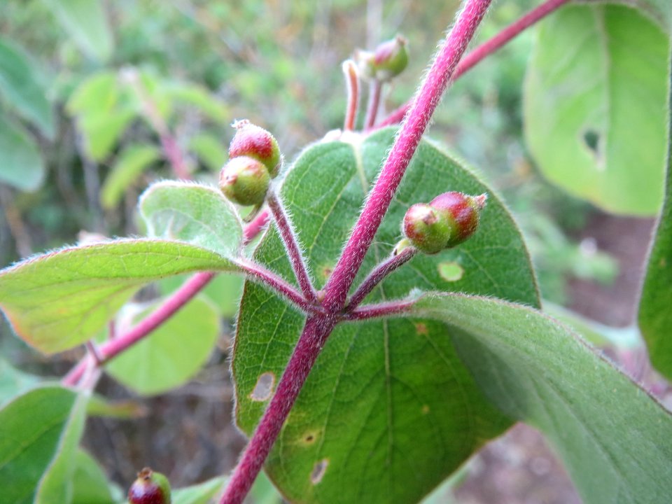 20140428Lonicera_xylosteum1