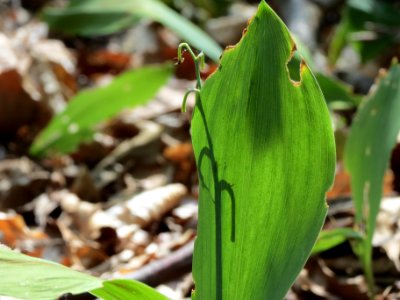 20140609Convallaria_majalis2