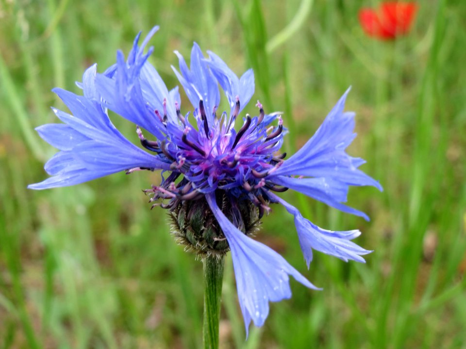 20140428Centaurea_cyanus2