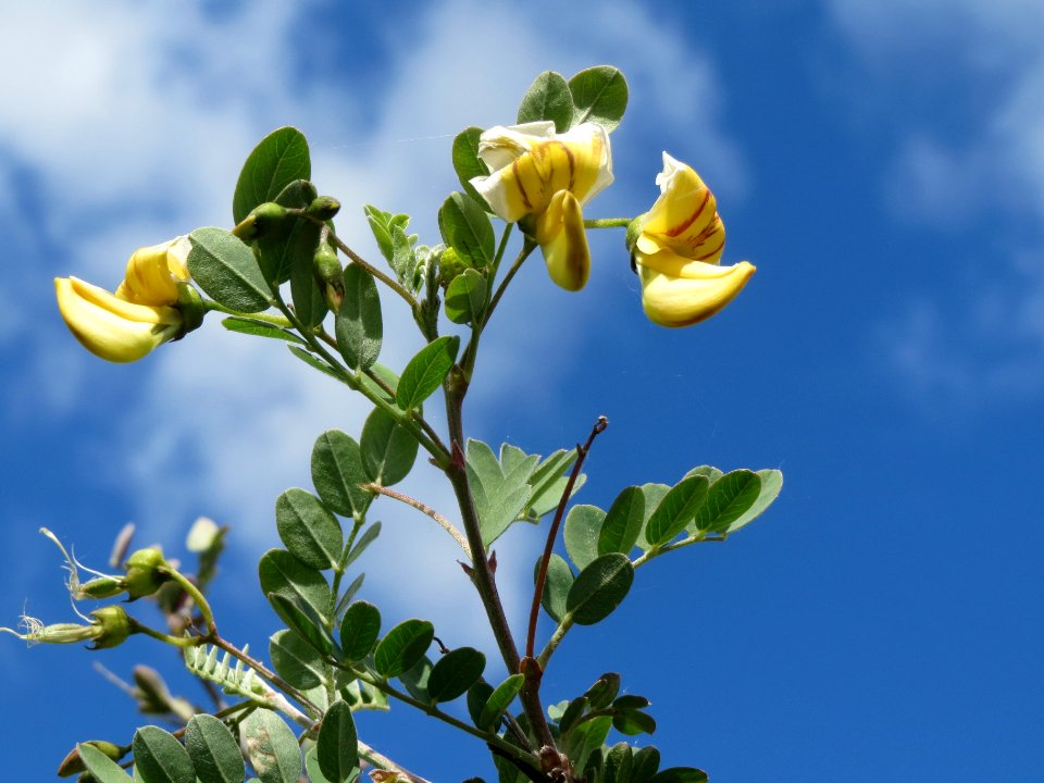 20140515Colutea_arborescens09