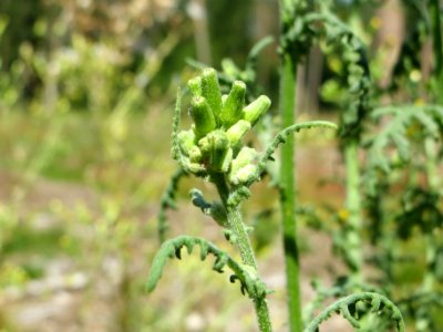 20140703Senecio_sylvaticus11