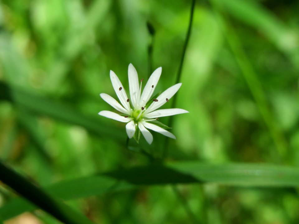 20140609Stellaria_graminea