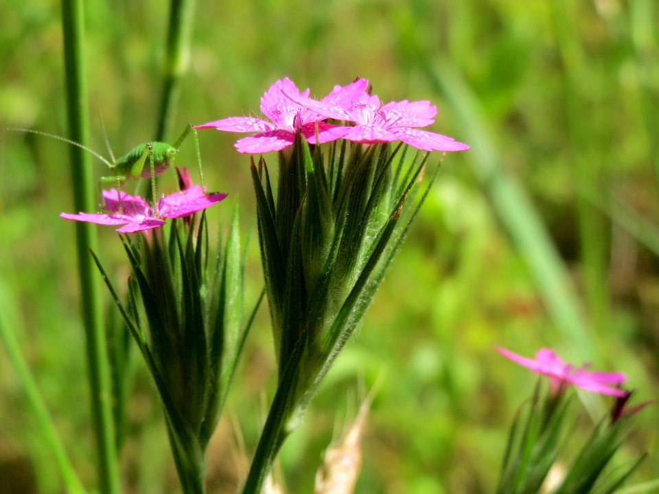 20140610Dianthus_armeria1