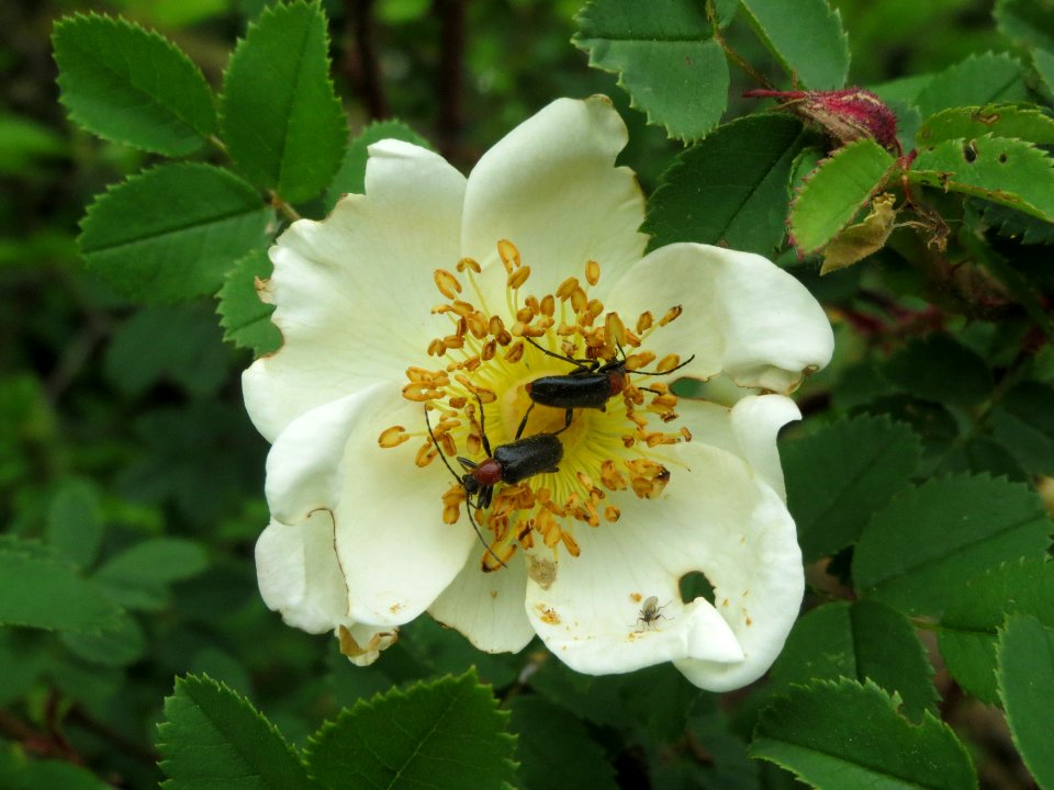 20140427Rosa_spinosissima07