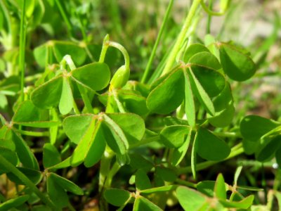 20140511Oxalis_stricta4