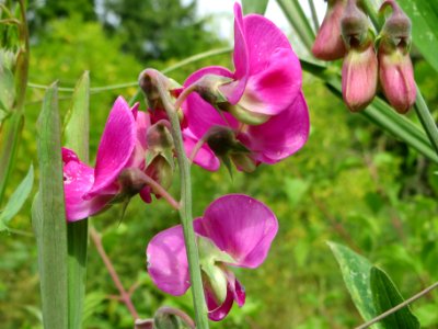 20140627Lathyrus_latifolius4
