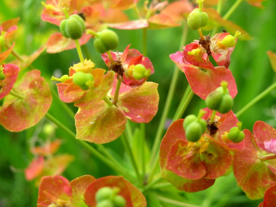 20140512Euphorbia_cyparissias2