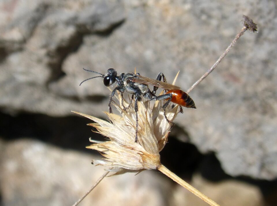 Sting ammophila hirsuta dry flower
