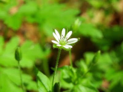 20140513Stellaria_nemorum1