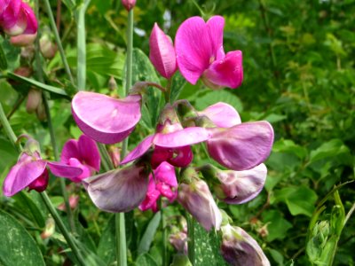 20140627Lathyrus_latifolius2