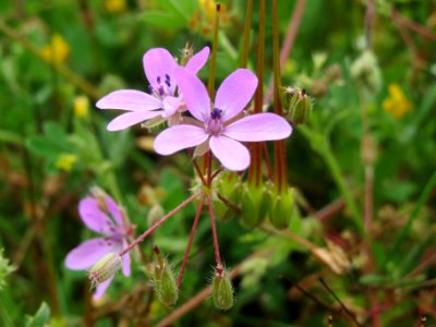 20140512Erodium_cicutarium