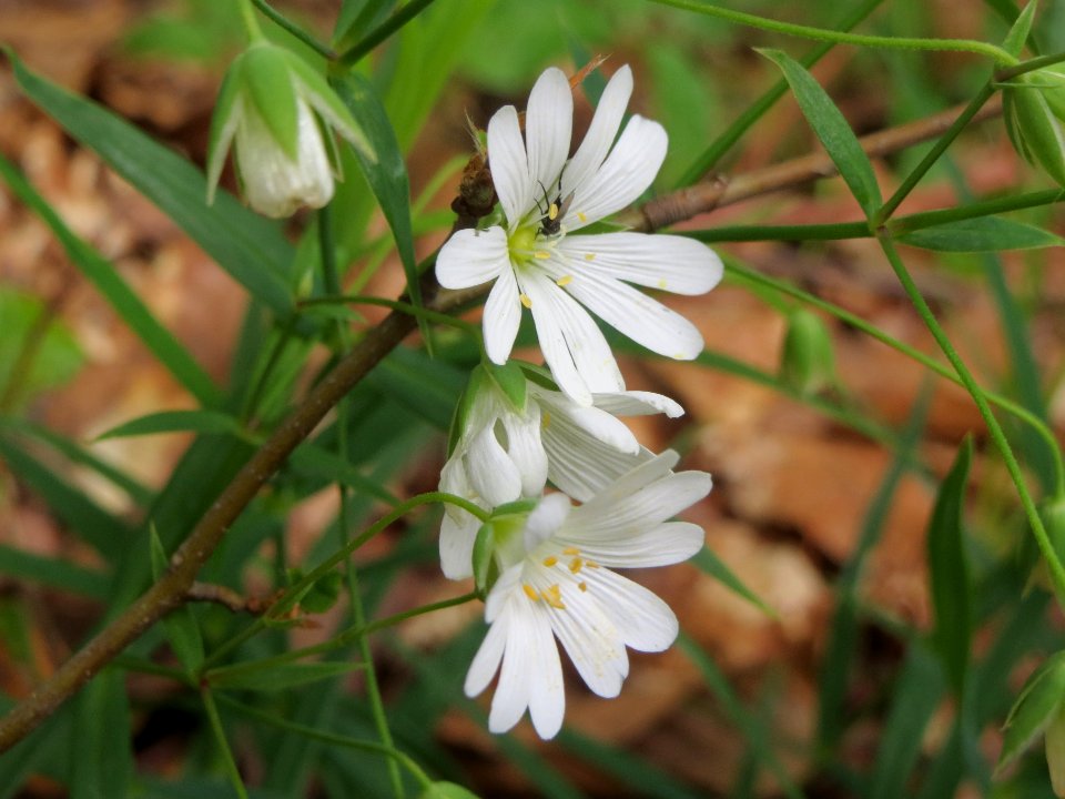 20140513Stellaria_holostea2