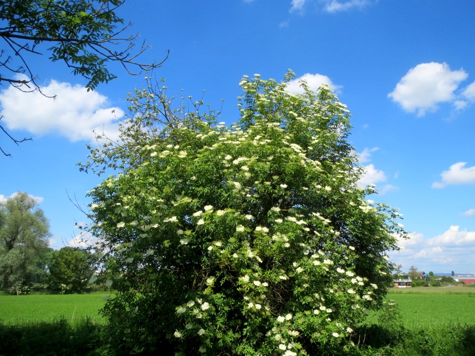 20140514Sambucus_nigra3