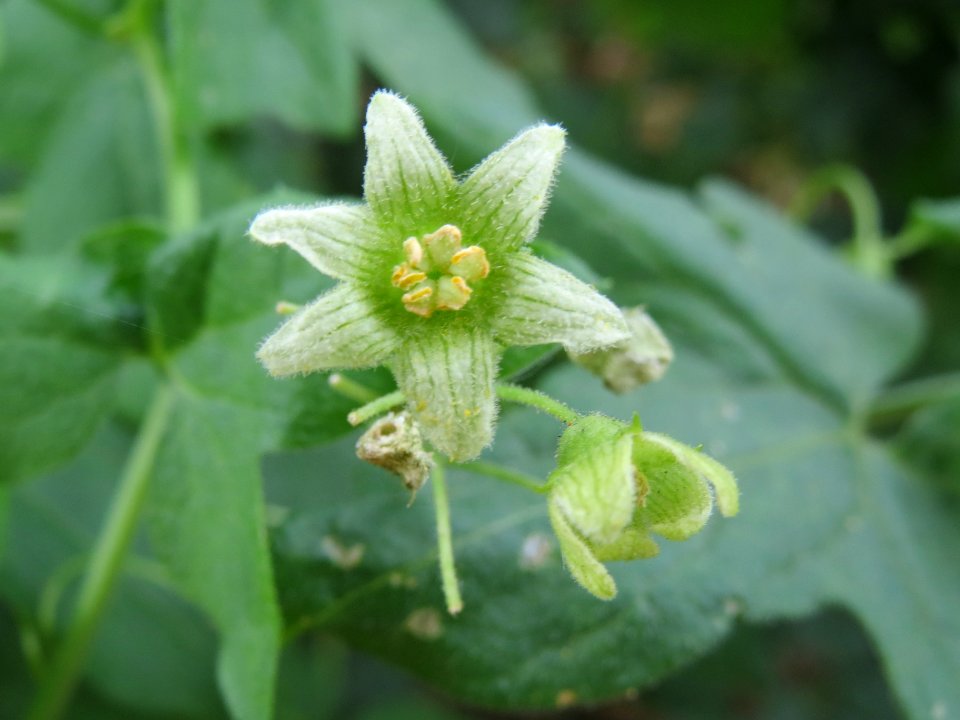 20140627Bryonia_dioica1