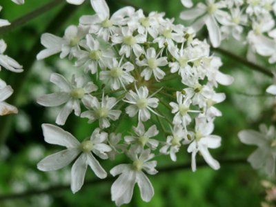 20140507Heracleum_sphondylium2