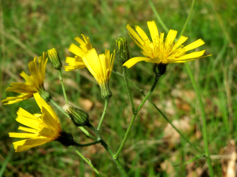 20140513Hieracium_murorum6