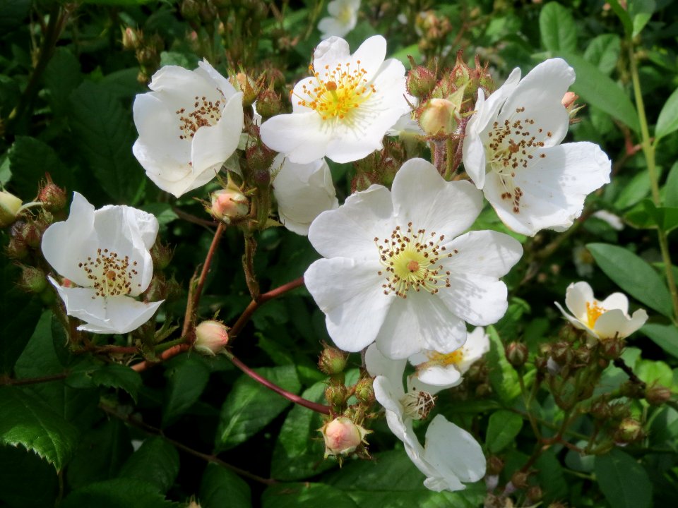 20140509Rosa_multiflora03