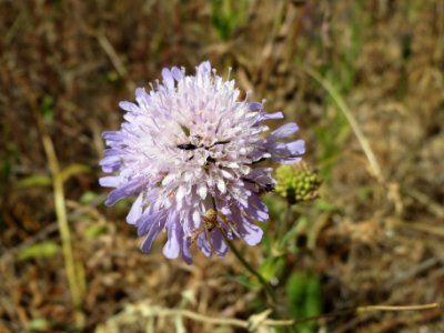 20140626Knautia_arvensis