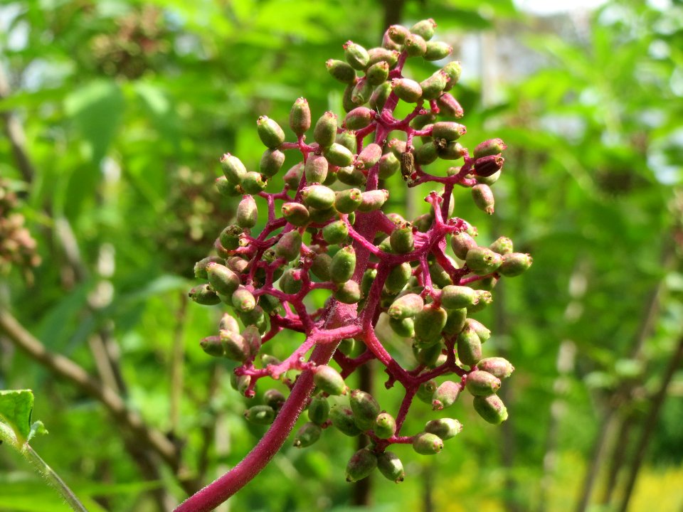 20140513Sambucus_racemosa3