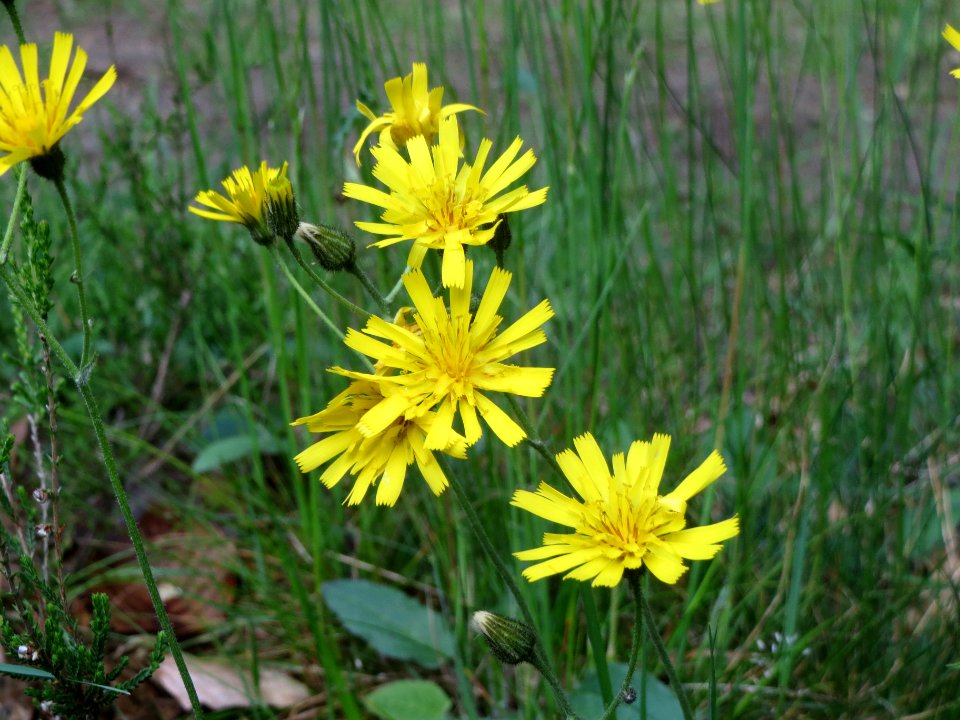 20140513Hieracium_murorum1