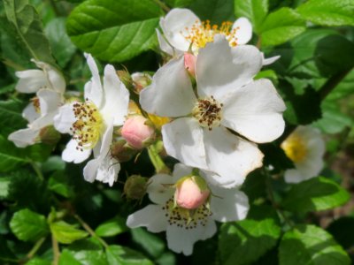 20140509Rosa_multiflora09