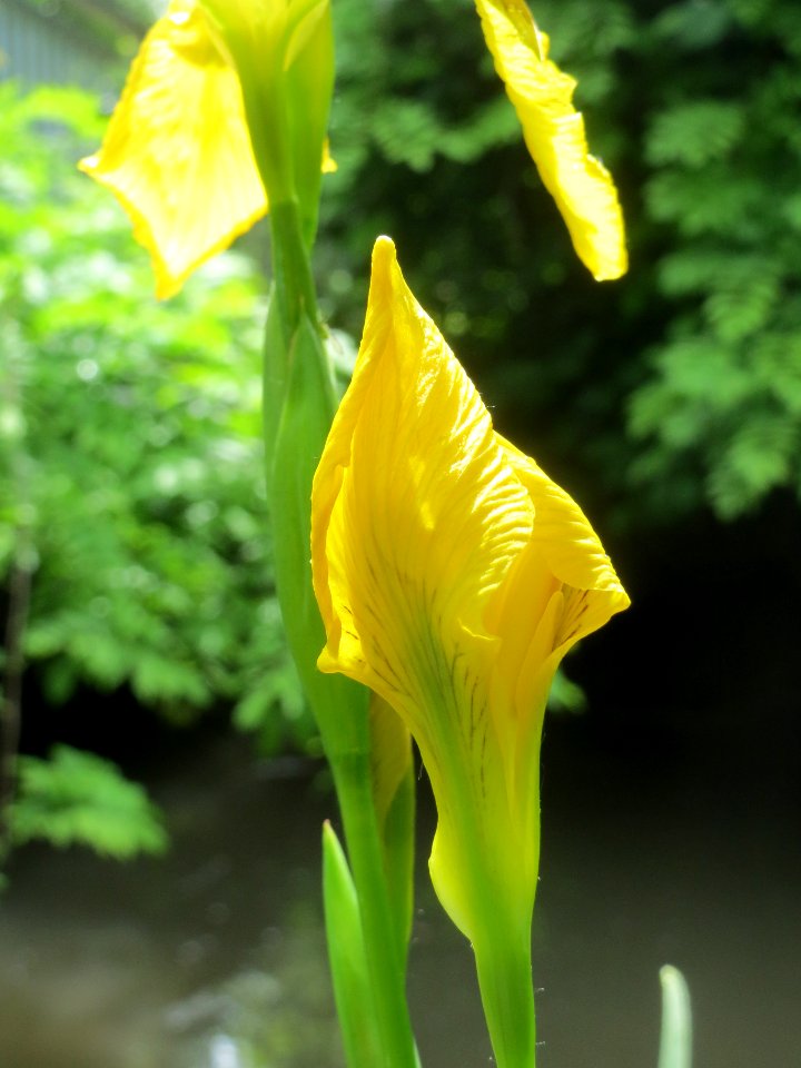 20140513Iris_pseudacorus3