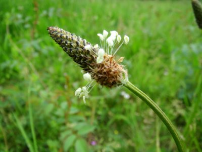 20140512Plantago_lanceolata1