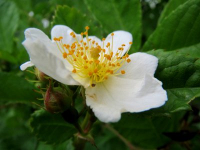 20140509Rosa_multiflora06