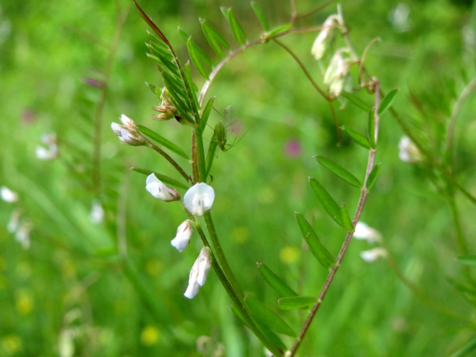 20140513Vicia_hirsuta5