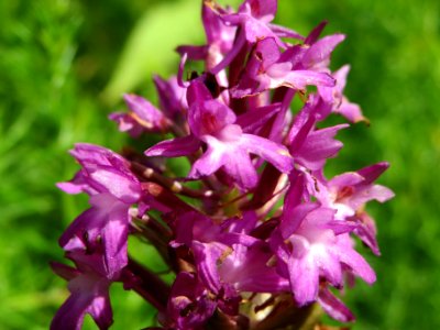20140610Anacamptis_pyramidalis3