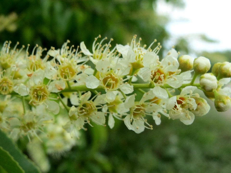 20140509Prunus_serotina2