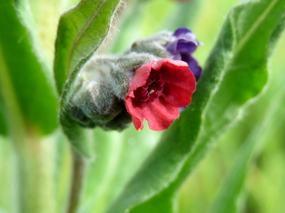 20140427Cynoglossum_officinale4